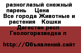 разноглазый снежный парень. › Цена ­ 10 000 - Все города Животные и растения » Кошки   . Дагестан респ.,Геологоразведка п.